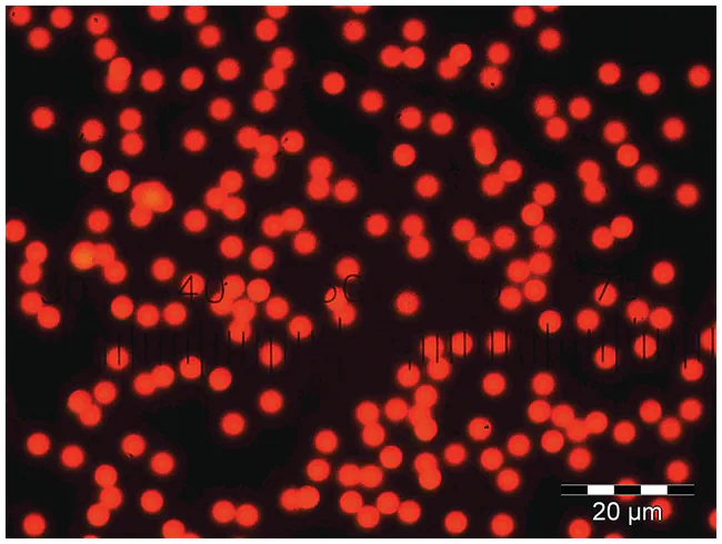 Thermo Scientific Dyed and Fluorescent Particles